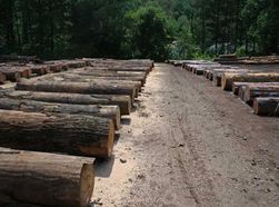 log sort yard